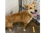 Adopt Elsa a Shepherd, Mixed Breed