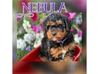 Mutt Puppy for sale in Keedysville, MD, USA