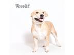 Adopt Jessie a Terrier