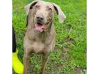 Adopt Rosie a Weimaraner