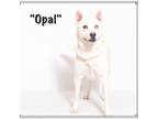 Adopt Opal a Cattle Dog
