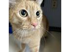 Adopt Sunny a Domestic Short Hair