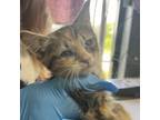 Adopt Bucket a Domestic Medium Hair