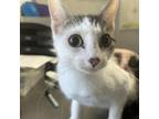 Adopt Lille a Domestic Medium Hair