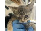 Adopt Hand Auger a Domestic Medium Hair