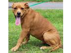 Adopt Roxy 39596 a Pit Bull Terrier, Labrador Retriever