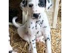 Dalmatian Puppy for sale in Shell Knob, MO, USA
