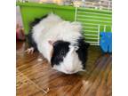 Adopt Princess Peach a Guinea Pig