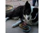 Border Collie Puppy for sale in Show Low, AZ, USA