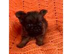 Brussels Griffon Puppy for sale in Denver, CO, USA