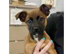 Adopt Ally a Mixed Breed