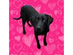 Adopt Allie a Labrador Retriever