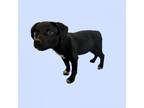 Adopt TUSC-Stray-tu437 a Labrador Retriever