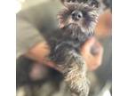 Schnauzer (Miniature) Puppy for sale in Palm Springs, CA, USA