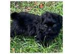 Shih Tzu Puppy for sale in Hattiesburg, MS, USA