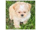 Shih Tzu Puppy for sale in Hattiesburg, MS, USA