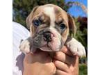 French Bulldog Puppy for sale in Santa Clarita, CA, USA