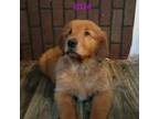 Golden Retriever Puppy for sale in Ridgefield Park, NJ, USA