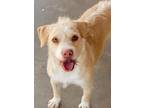 Adopt Dulce a Terrier, Mixed Breed