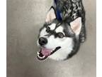 Adopt GUETTA a Klee Kai