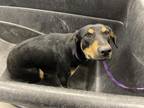 Adopt SHELBY a Rottweiler, Mixed Breed