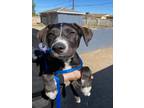 Adopt MARAUDA a Labrador Retriever, Mixed Breed