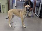 Adopt TRUDY a German Shepherd Dog, Mixed Breed