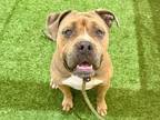 Adopt PIPER a American Staffordshire Terrier, Mixed Breed