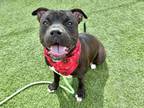 Adopt HARLEY a Pit Bull Terrier