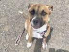 Adopt JUELZ a German Shepherd Dog, Pit Bull Terrier