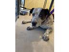 Adopt EUNICE a Australian Cattle Dog / Blue Heeler, Mixed Breed