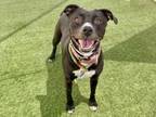 Adopt ZYA a Pit Bull Terrier, Mixed Breed