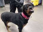 Adopt ARTEMIS a Rottweiler, Mixed Breed
