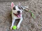 Adopt RILEY a Pit Bull Terrier