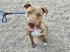 Adopt ANDRIA a Pit Bull Terrier
