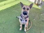 Adopt LILY a German Shepherd Dog