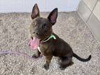 Adopt MILA a Pit Bull Terrier, Mixed Breed