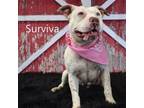 Adopt Surviva a Pit Bull Terrier