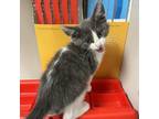 Adopt sassy a Domestic Medium Hair