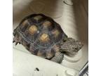 Adopt Donatella Versace a Turtle
