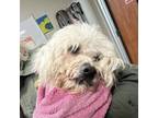 Adopt Summer a Poodle