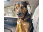 Adopt ATHENA a German Shepherd Dog, Mixed Breed