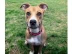 Adopt OPHELIA* a Pit Bull Terrier, Mixed Breed