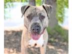 Adopt BUBBLES a Pit Bull Terrier, Mixed Breed