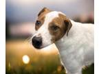 Adopt MILEY a Australian Cattle Dog / Blue Heeler, Pit Bull Terrier