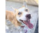 Adopt SEROTONIN a Siberian Husky, Pit Bull Terrier