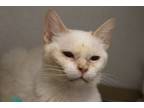 Adopt JASMINE* a Domestic Short Hair