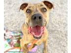 Adopt CHI CHI a Pit Bull Terrier, Mixed Breed
