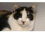 Adopt PATCHES a Domestic Short Hair