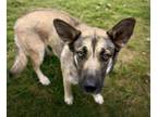 Adopt NELLY a German Shepherd Dog, Mixed Breed